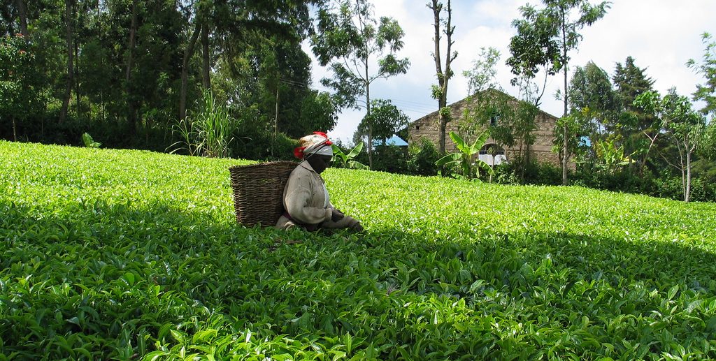 UN and Coalition of NGOs Write to Unilever to Voice Deep Concern Regarding Victims of Violence at Unilever Tea Plantation