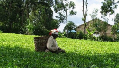 Employees of a Unilever tea plantation in Kenya turn to the UK Supreme Court in search of justice